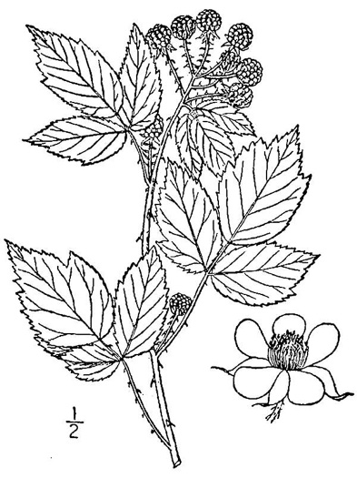 drawing of Rubus occidentalis, Black Raspberry, Blackcap