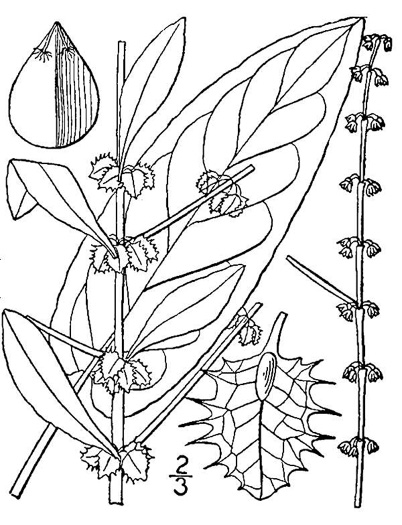 drawing of Rumex pulcher, Fiddle Dock