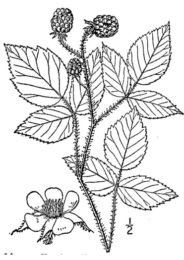 image of Rubus strigosus, American Red Raspberry