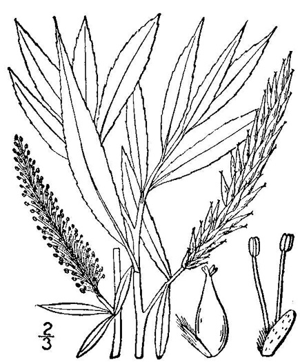 image of Salix alba, European White Willow