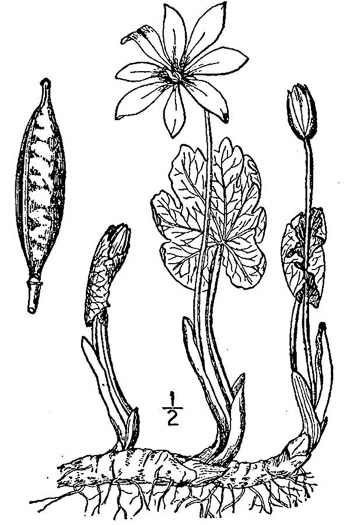 drawing of Sanguinaria canadensis, Bloodroot, Red Puccoon