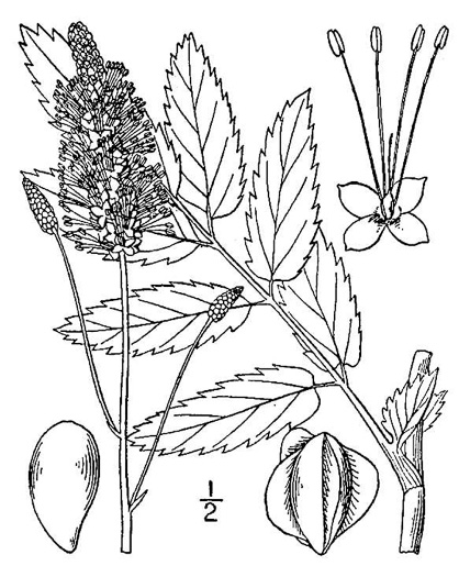 drawing of Sanguisorba canadensis, Canada Burnet, American Burnet, White Burnet