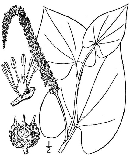 drawing of Saururus cernuus, Lizard's-tail, Water-dragon