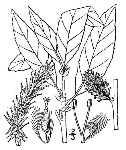 drawing of Salix discolor, Pussy Willow
