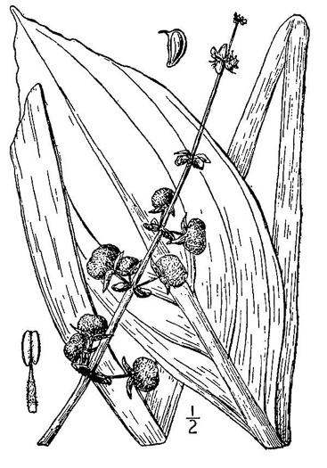 Sagittaria lancifolia var. media, Duck Potato
