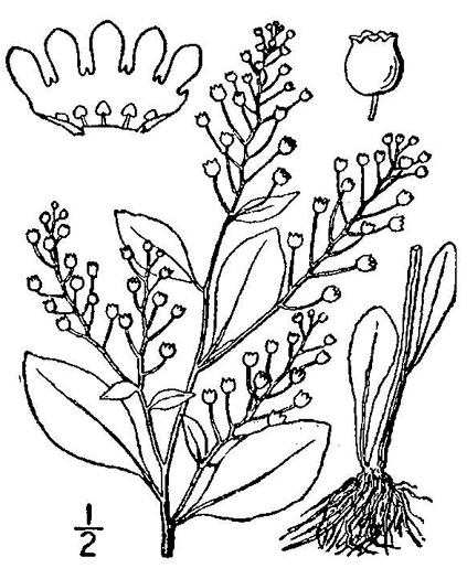 drawing of Samolus parviflorus, Water-pimpernel, Brookweed