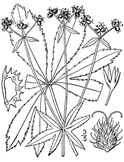 drawing of Sanicula marilandica, Black Snakeroot, Maryland Sanicle, Maryland Black-snakeroot
