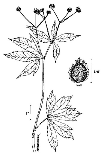 drawing of Sanicula odorata, Clustered Snakeroot, Clustered Sanicle, Yellow-flowered Snakeroot, Fragrant Snakeroot