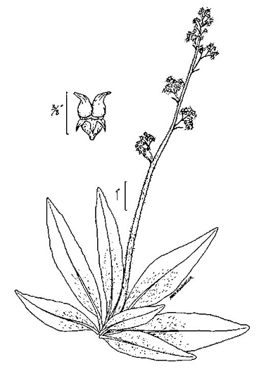 drawing of Micranthes pensylvanica, Swamp Saxifrage