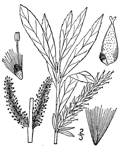 image of Salix purpurea, Basket Willow, Purple Willow, Purple-osier Willow