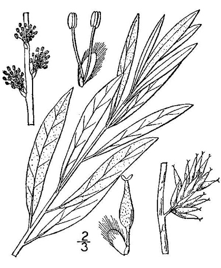 image of Salix occidentalis, Dwarf Upland Willow, Dwarf Prairie Willow, Sage Willow