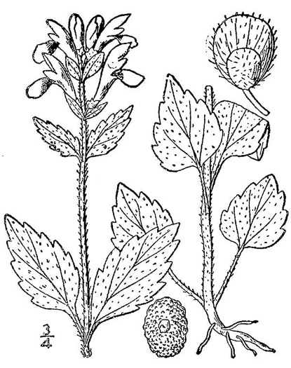 drawing of Scutellaria elliptica var. elliptica, Hairy Skullcap, Elliptic-leaved Skullcap