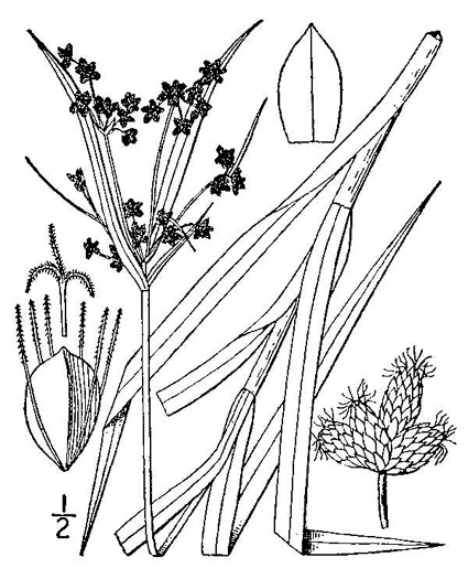 drawing of Scirpus polyphyllus, Leafy Bulrush