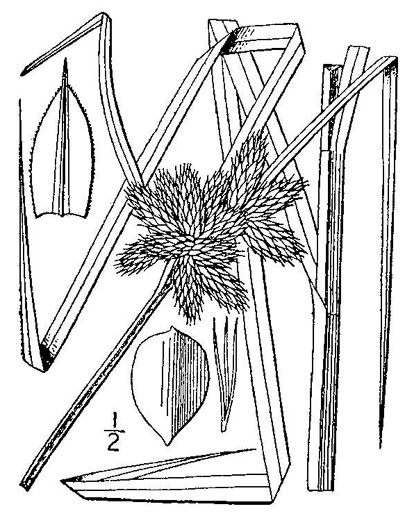 drawing of Bolboschoenus robustus, Saltmarsh Bulrush