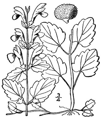 drawing of Scutellaria saxatilis, Rock Skullcap