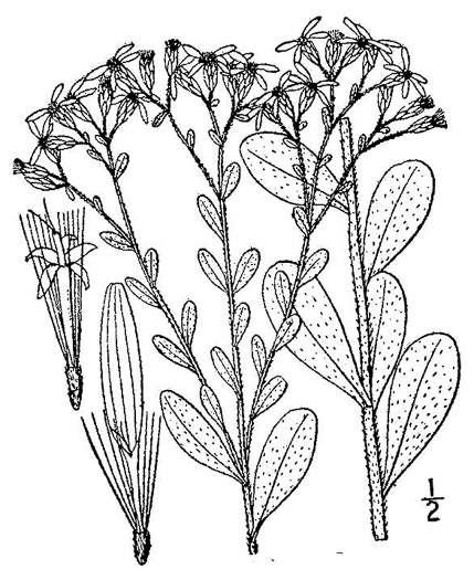 drawing of Sericocarpus tortifolius, Twisted-leaf Whitetop Aster, Dixie Whitetop Aster