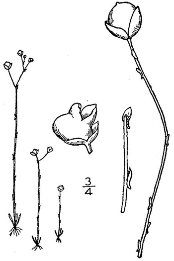 drawing of Utricularia subulata, Slender Bladderwort, Zigzag Bladderwort