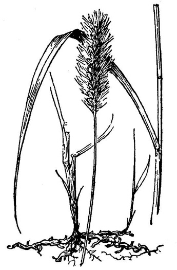 drawing of Setaria parviflora, Perennial Foxtail-grass, Knotroot Bristlegrass, Marsh Foxtail, Knotroot Foxtail