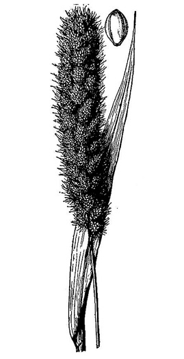image of Setaria italica, Yellow Foxtail, Italian Millet, Foxtail Millet, Italian Foxtail