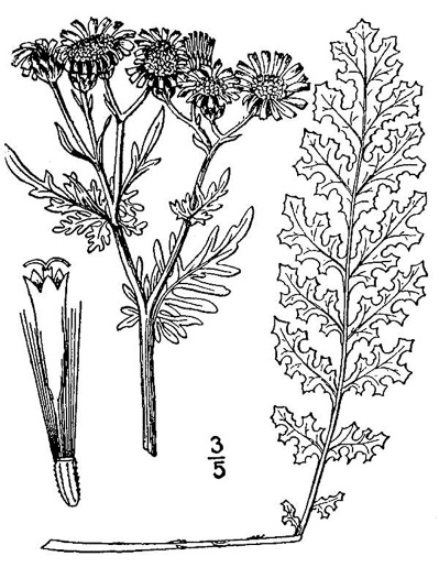 image of Jacobaea vulgaris, Tansy Ragwort, Stinking Willie