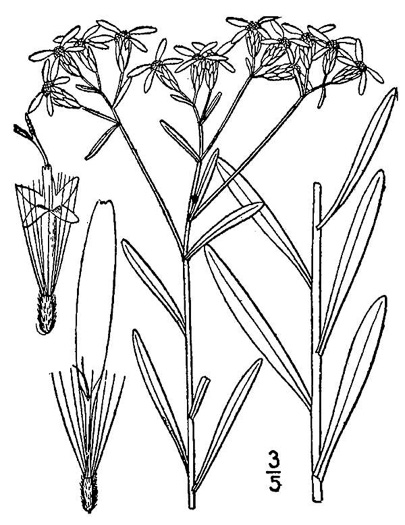drawing of Sericocarpus linifolius, Narrowleaf Whitetop Aster, Slender Whitetop Aster