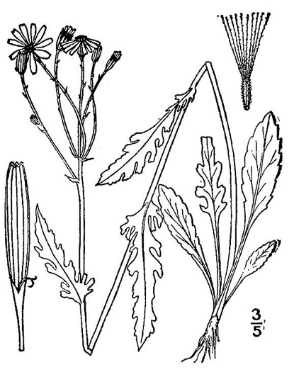 drawing of Packera paupercula var. paupercula, Balsam Groundsel, Balsam Ragwort, Northern Meadow Groundsel