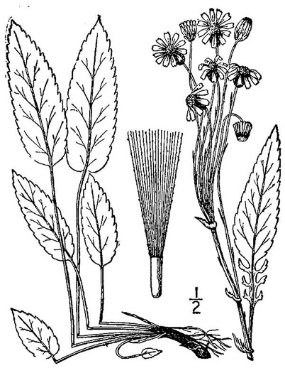 drawing of Packera schweinitziana, Robbins' Ragwort, New England Ragwort, New England Groundsel, Schweinitz's Ragwort