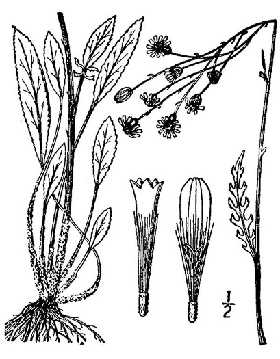 drawing of Packera anonyma, Small's Ragwort, Squaw-weed, Appalachian Ragwort
