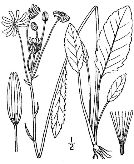 drawing of Packera dubia, Woolly Ragwort, Woolly Groundsel, Woolly Goldenwort