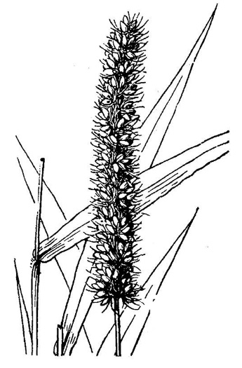 image of Setaria verticillata, Hooked Bristlegrass