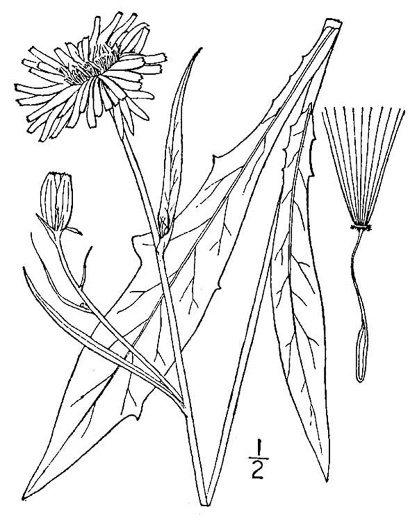 Pyrrhopappus carolinianus, Carolina False-dandelion, Carolina Desert-chicory