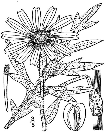 image of Silphium laciniatum, Compassplant