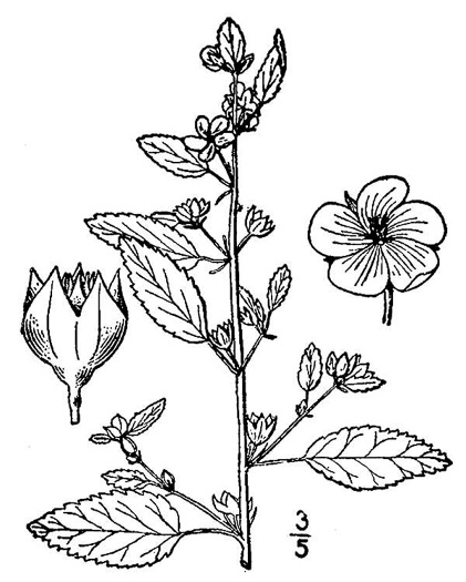 drawing of Sida spinosa, Prickly Fanpetals, Prickly Sida, Prickly Mallow, False-mallow