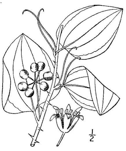 drawing of Smilax glauca, Whiteleaf Greenbrier, Wild Sarsaparilla, Sawbrier