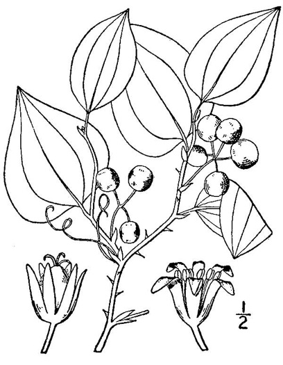 drawing of Smilax rotundifolia, Common Greenbrier, Common Catbrier, Bullbrier, Horsebrier