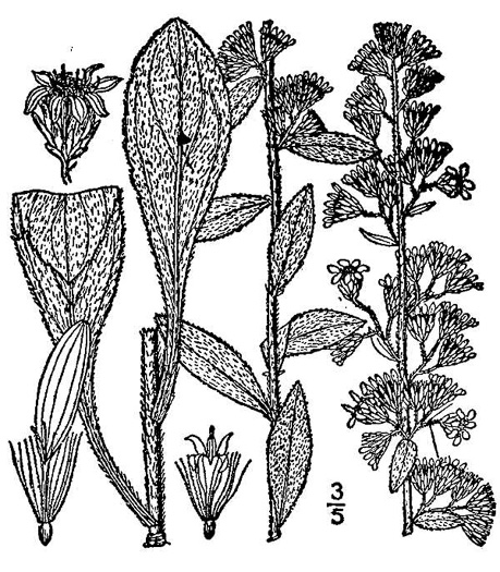 drawing of Solidago bicolor, Silverrod, White Goldenrod