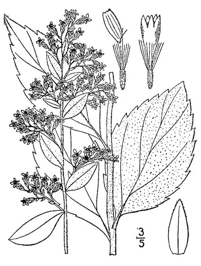 drawing of Solidago rugosa var. celtidifolia, Hackberry-leaf Goldenrod