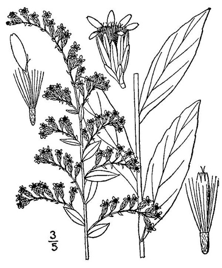 drawing of Solidago latissimifolia, Coastal Swamp Goldenrod, Elliott's goldenrod
