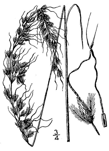 drawing of Sorghastrum elliottii, Elliot's Indiangrass, Slender Indiangrass, Nodding Indiangrass