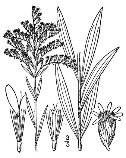 drawing of Solidago missouriensis var. fasciculata, Eastern Missouri Goldenrod
