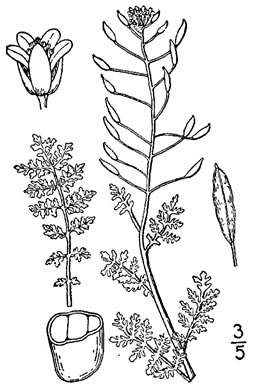 image of Descurainia pinnata var. pinnata, Southeastern Tansy-mustard