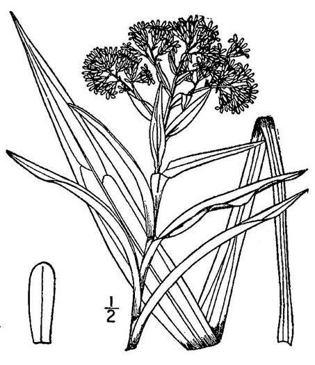 image of Solidago riddellii, Riddell's Goldenrod