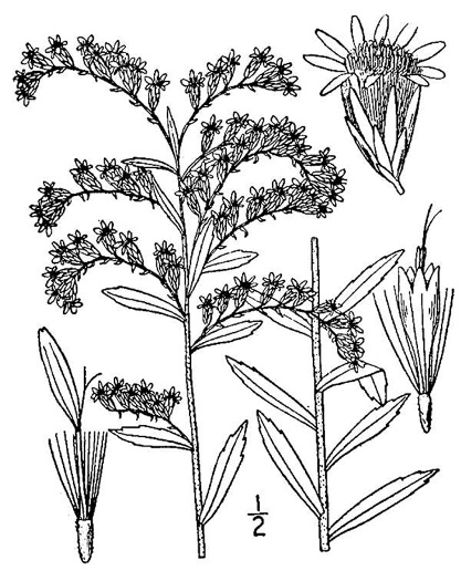 drawing of Solidago tortifolia, Twistleaf Goldenrod, Leafy Pineywoods Goldenrod, Leafy Pinelands Goldenrod