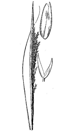 image of Sporobolus compositus var. compositus, Tall Dropseed