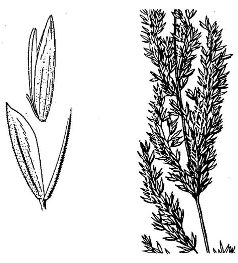 drawing of Sphenopholis intermedia, Slender Wedgegrass