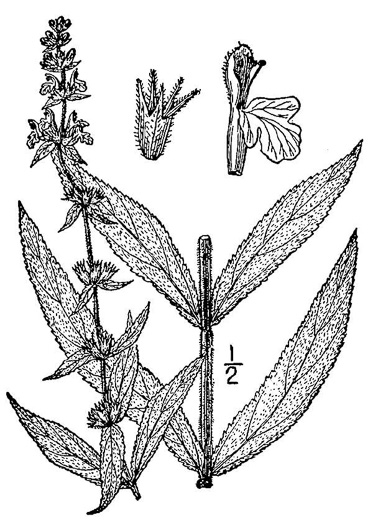drawing of Stachys arenicola, Woundwort