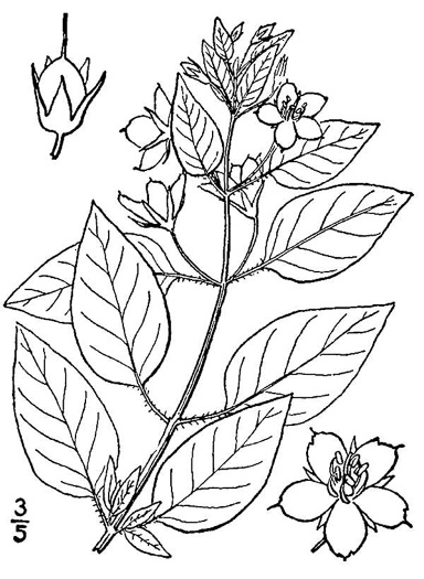 drawing of Steironema ciliatum, Fringed Loosestrife