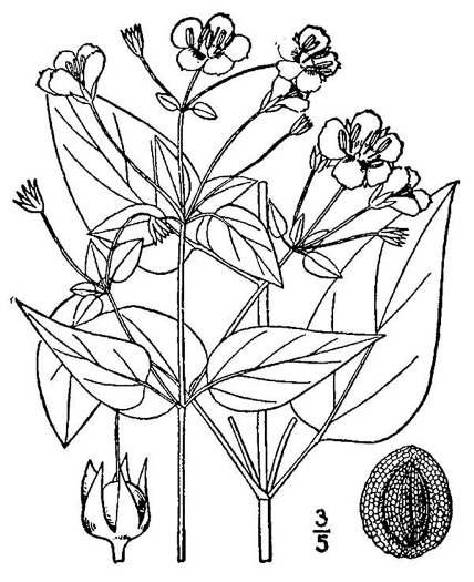 drawing of Steironema tonsum, Southern Loosestrife, Appalachian Loosestrife