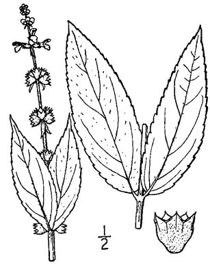 drawing of Stachys latidens, Broadtooth Hedgenettle