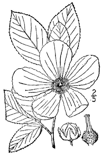 drawing of Stewartia malacodendron, Silky Camellia, Virginia Stewartia, Stewartia